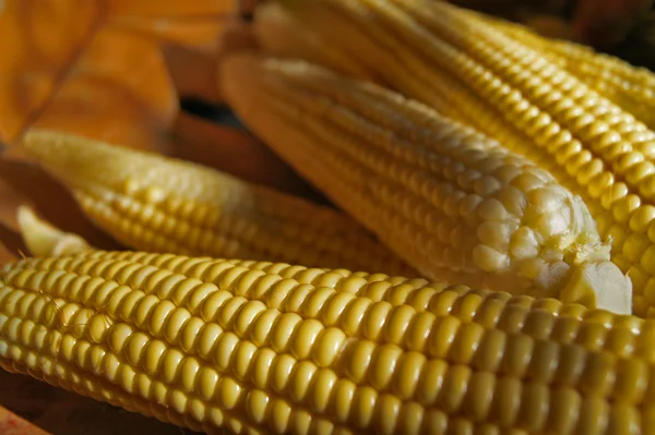 Желтая кукуруза Лицензионные Стоковые Изображения