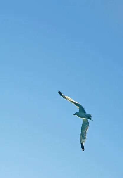 Flight of a bird — Stock Photo, Image