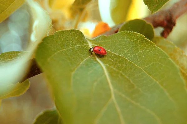 stock image Ladybug