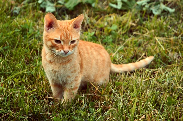 stock image Red Cat