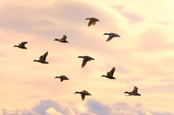 Летучие утки — стоковое фото