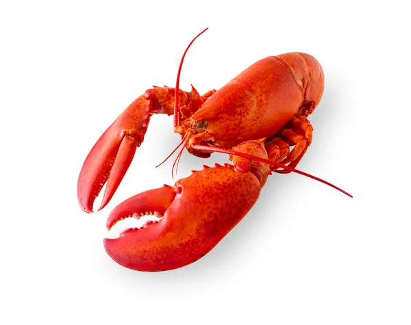 stock image Isolated lobster on white