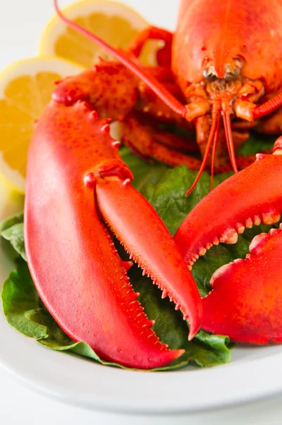 Refeição de lagosta em um prato branco — Fotografia de Stock