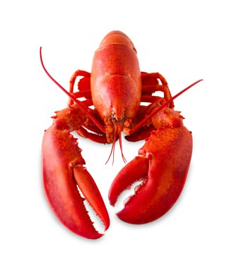 Isolated red lobster clipart