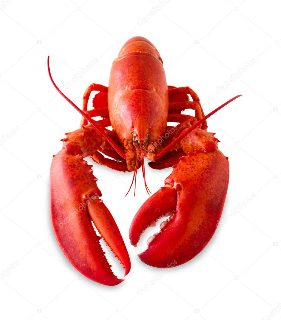 Isolated red lobster