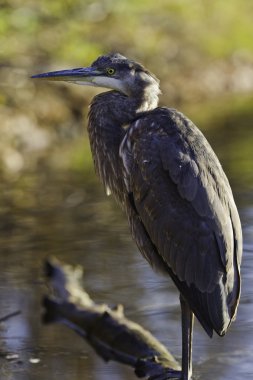 Great blue heron clipart