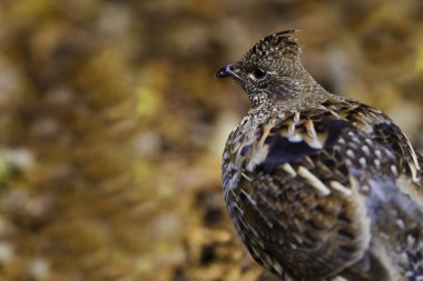 Ruffed grouse autumn clipart