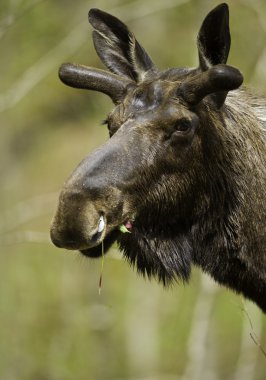 Male moose portrtait clipart