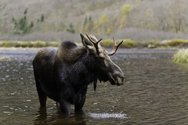 Male moose clipart
