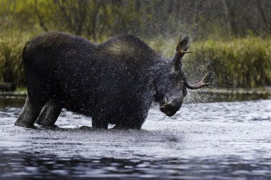 Splash moose clipart