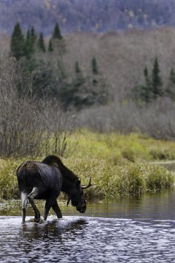 Autumn male moose clipart