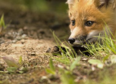 Mammal red fox D clipart
