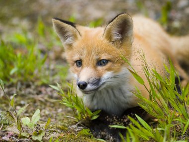 Mammal red fox F clipart