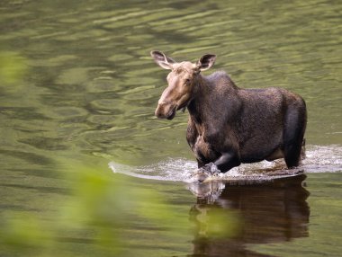 Female moose mammal D clipart