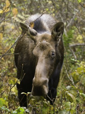 Female moose wilf clipart