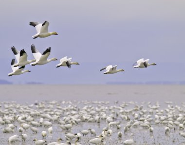 Snow goose migration clipart