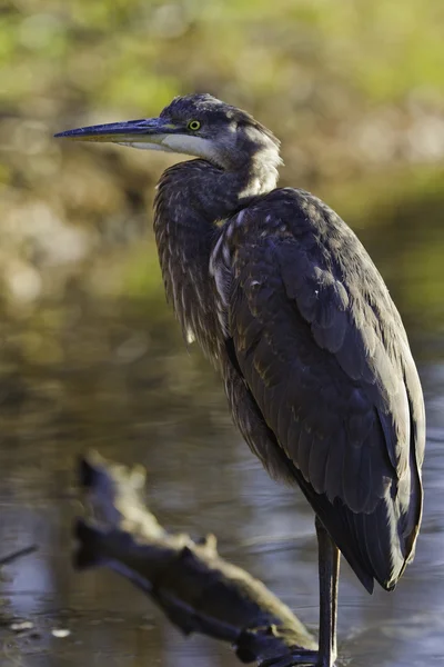 stock image Great blue heron