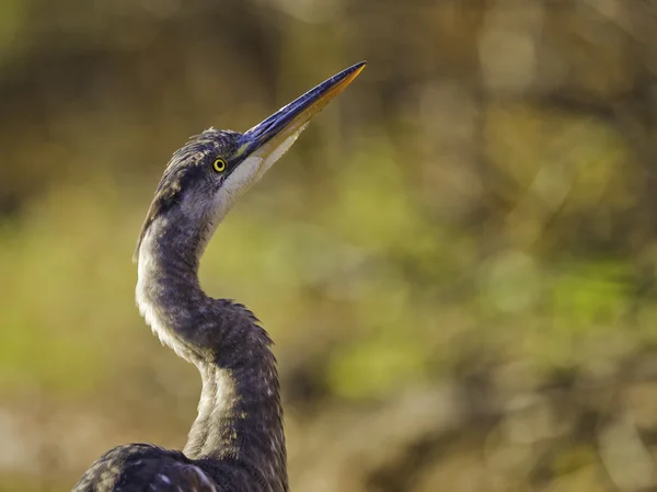 Greaet blue heron omhoog — Stockfoto