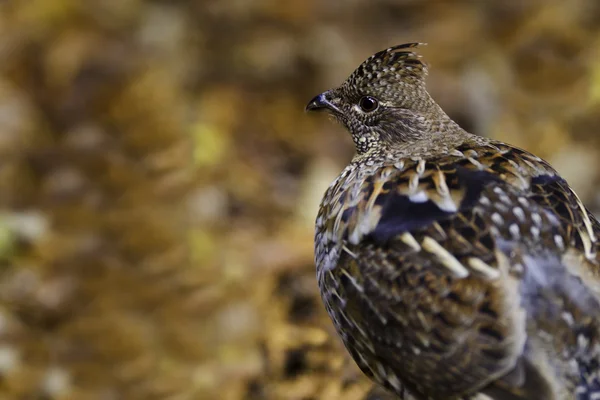 stock image Ruffed grouse autumn