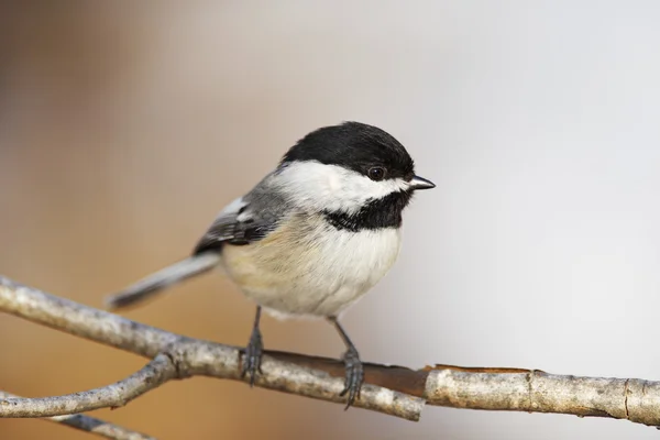 stock image Black capped Chickadee bird