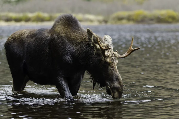 Male moose — Stock Photo, Image