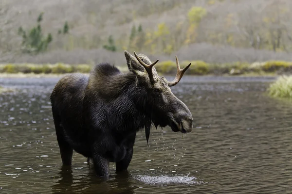 Male moose — Stock Photo, Image