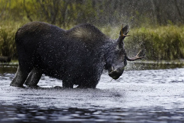 Splash moose — Stock Photo, Image