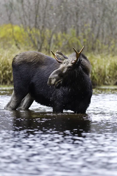 Wildlife male moose — Stock Photo, Image