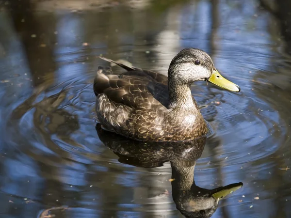 Yansıma ördek — Stok fotoğraf