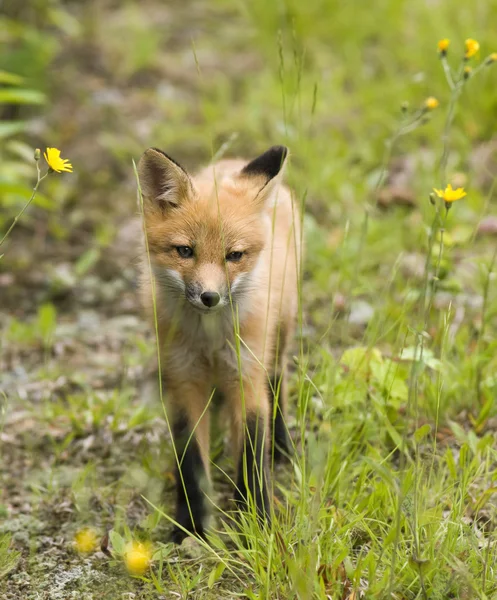 Θηλαστικό Κόκκινη αλεπού β — Φωτογραφία Αρχείου