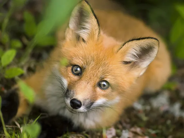 Θηλαστικό Κόκκινη αλεπού c — Φωτογραφία Αρχείου