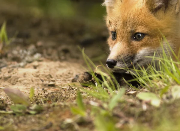 Δ Κόκκινη αλεπού θηλαστικό — Φωτογραφία Αρχείου