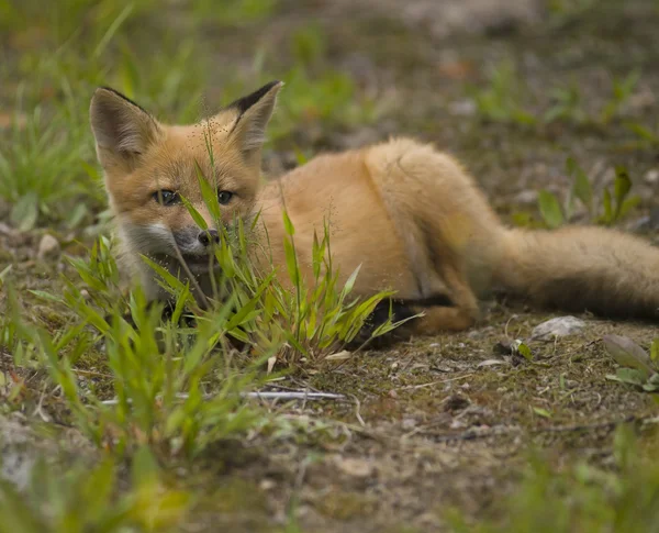 Mammal red fox E — Stock Photo, Image