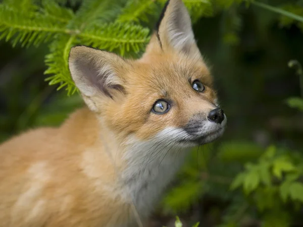 Zoogdier red fox g — Stockfoto