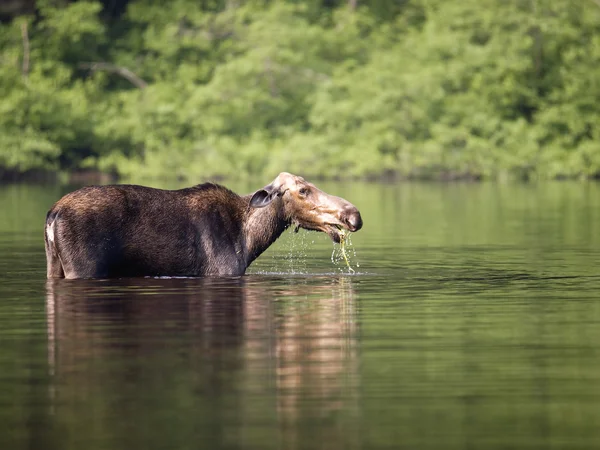 Female moose mammal A — Stock Photo, Image