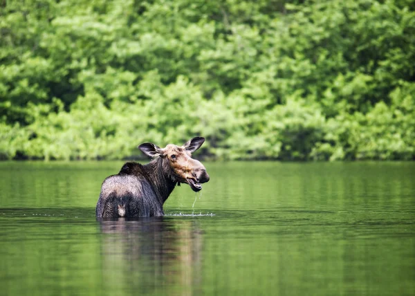 Female moose mammal B — Stock Photo, Image