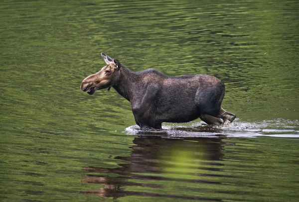 Female moose mammal C — Stock Photo, Image