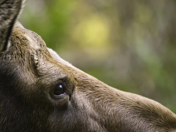 Female moose's head — Stock Photo, Image