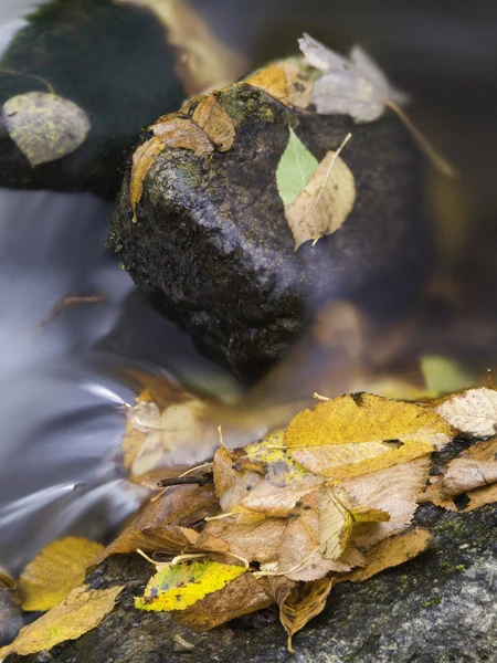 Autumn stone leafs — Stock Photo, Image