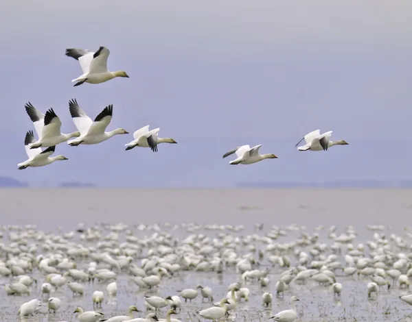 Migración de ganso de nieve —  Fotos de Stock