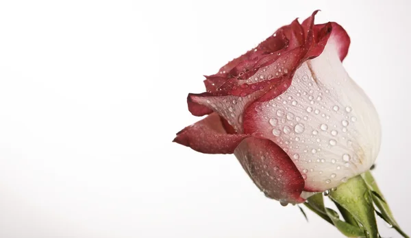 Rosa rosa de San Valentín — Foto de Stock