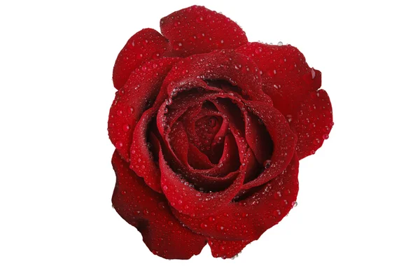 Rode rose en wit — Stockfoto
