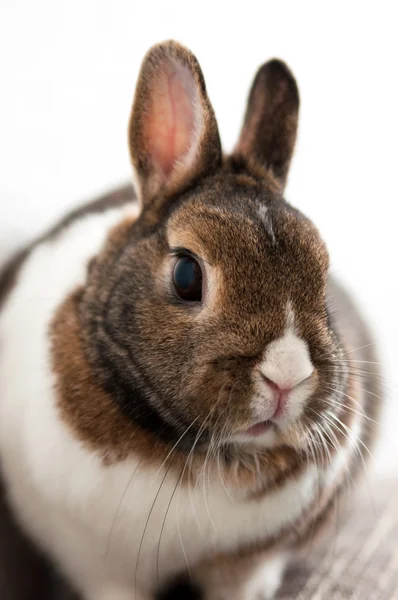 Kaninchen / Hase lizenzfreie Stockbilder
