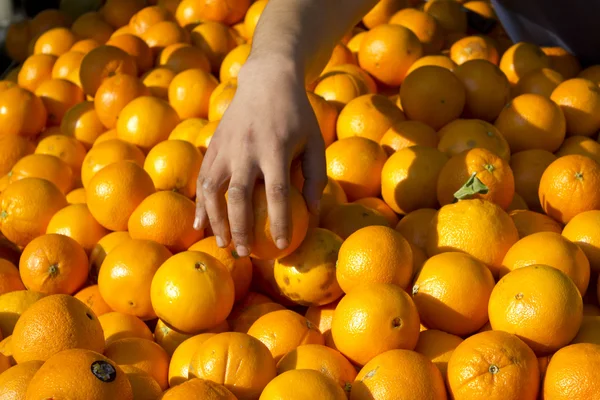 stock image Marché clémentines market fresh clementine paris 3