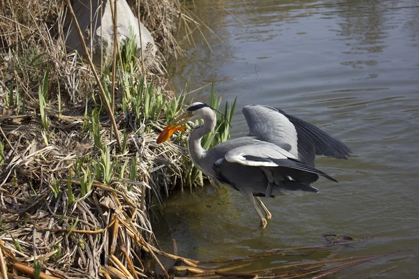 Héron cendré Grey Heron Ardea cinerea