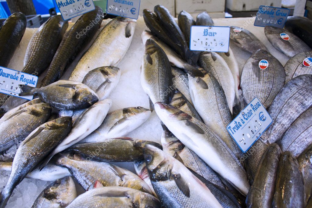 POISSON SCARICA