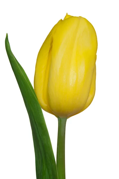 单个黄色郁金香 — 图库照片