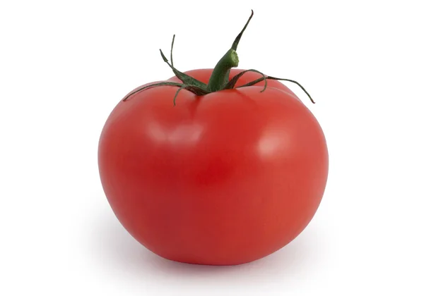 Yksittäinen tomaatti — kuvapankkivalokuva