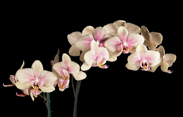 stock image Orchid blossoming twig