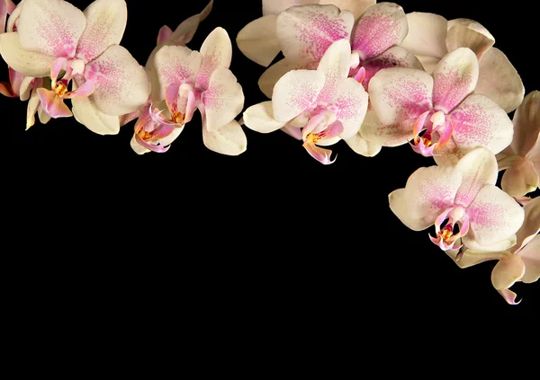 Cream-coloured orchid — Stock Photo, Image